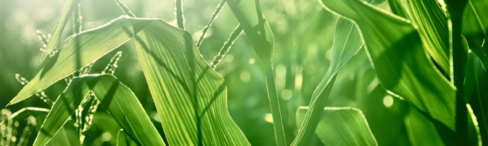 Green plants