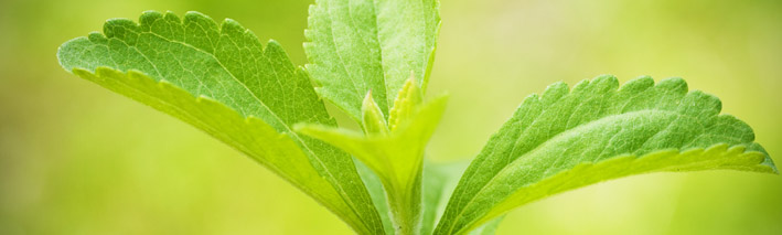 Green leaves